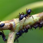 Contrôler l'invasion des fourmis avec du bicarbonate naturel efficacité et astuces