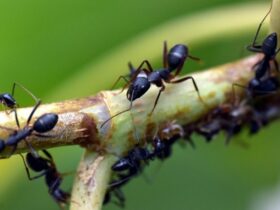 Contrôler l'invasion des fourmis avec du bicarbonate naturel efficacité et astuces