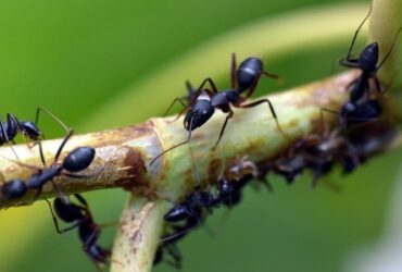 Contrôler l'invasion des fourmis avec du bicarbonate naturel efficacité et astuces