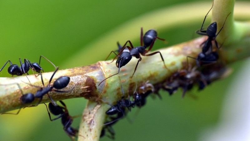 Contrôler l'invasion des fourmis avec du bicarbonate naturel efficacité et astuces